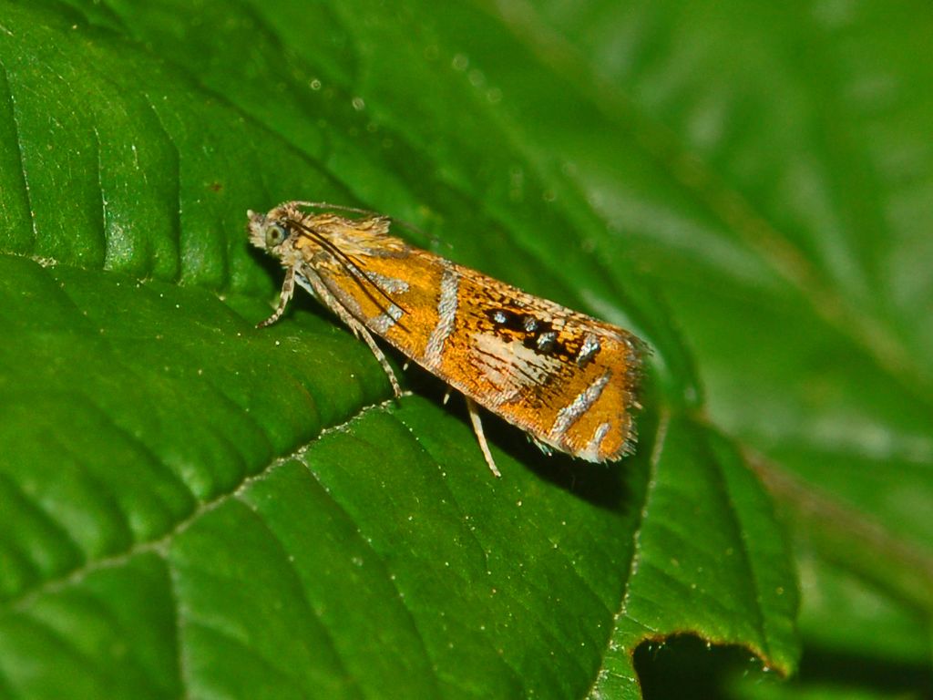 Olethreutes arcuellus
